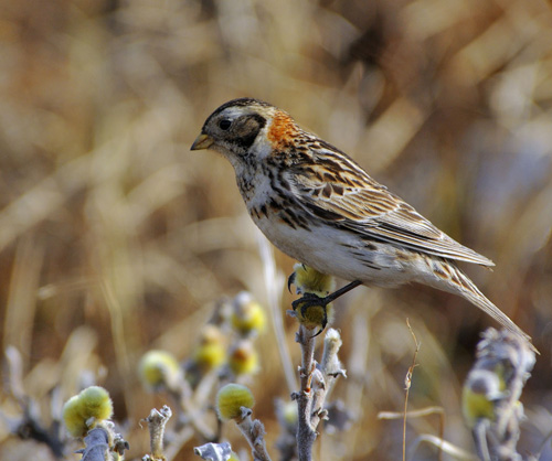 ����������� ����������